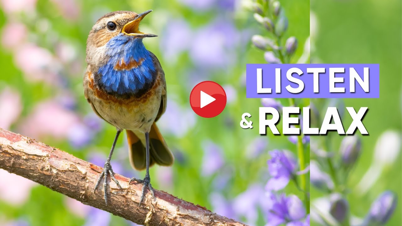 Australian Birdsong Sounds | Your KEY To Reduce Stress And Anxiety!
