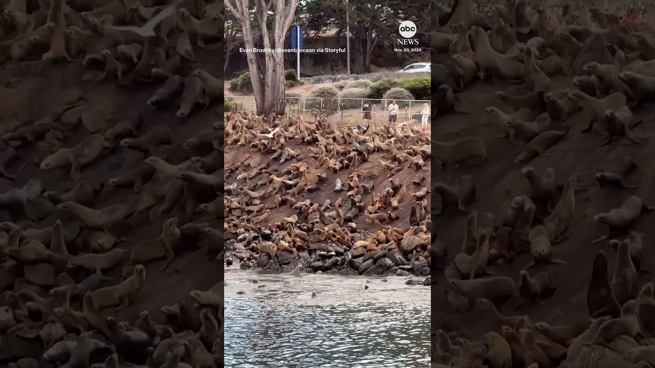 ‘Avalanche’ of sea lions tumbles down slope in California – ABC News