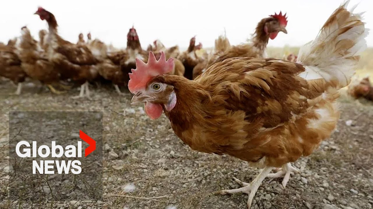 BC teen in critical condition with province’s 1st case of avian flu