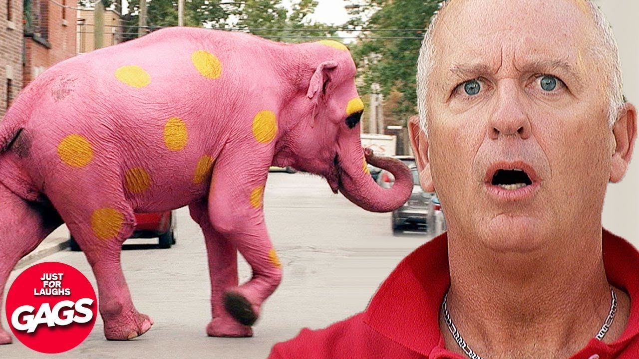 Best Of INSANE Pranks 2024 | Just For Laughs Gags