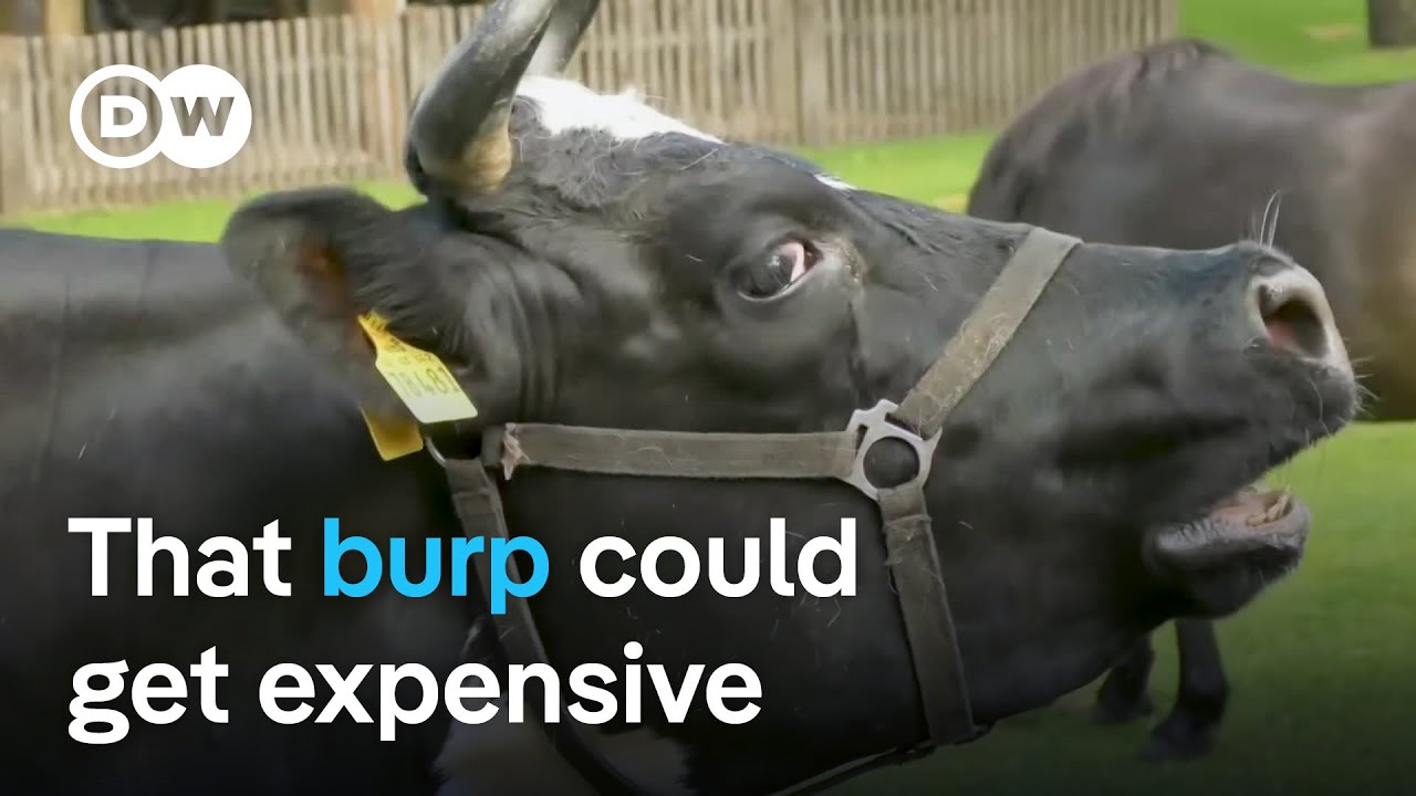 Denmark’s climate tax: Levying fees for farm flatulence | Focus on Europe