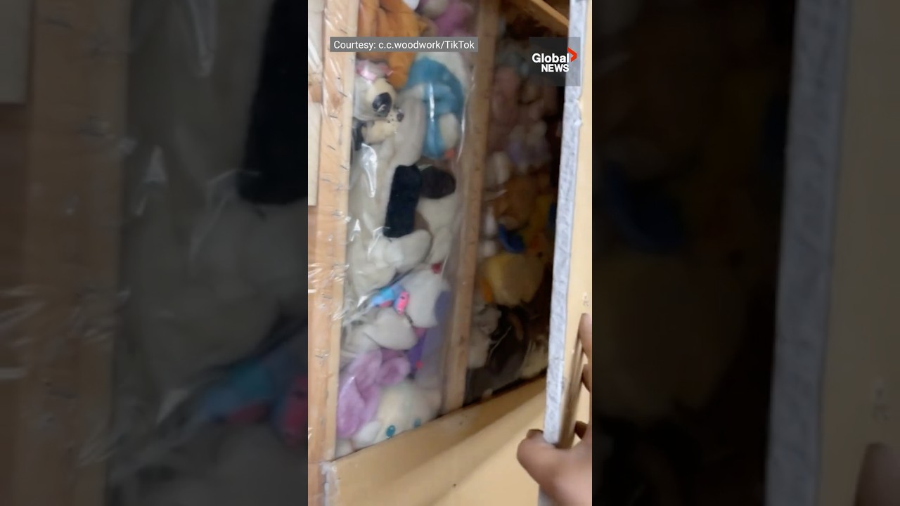 Dozens of stuffed animals discovered in BC couple’s walls during DIY renovation 🧸