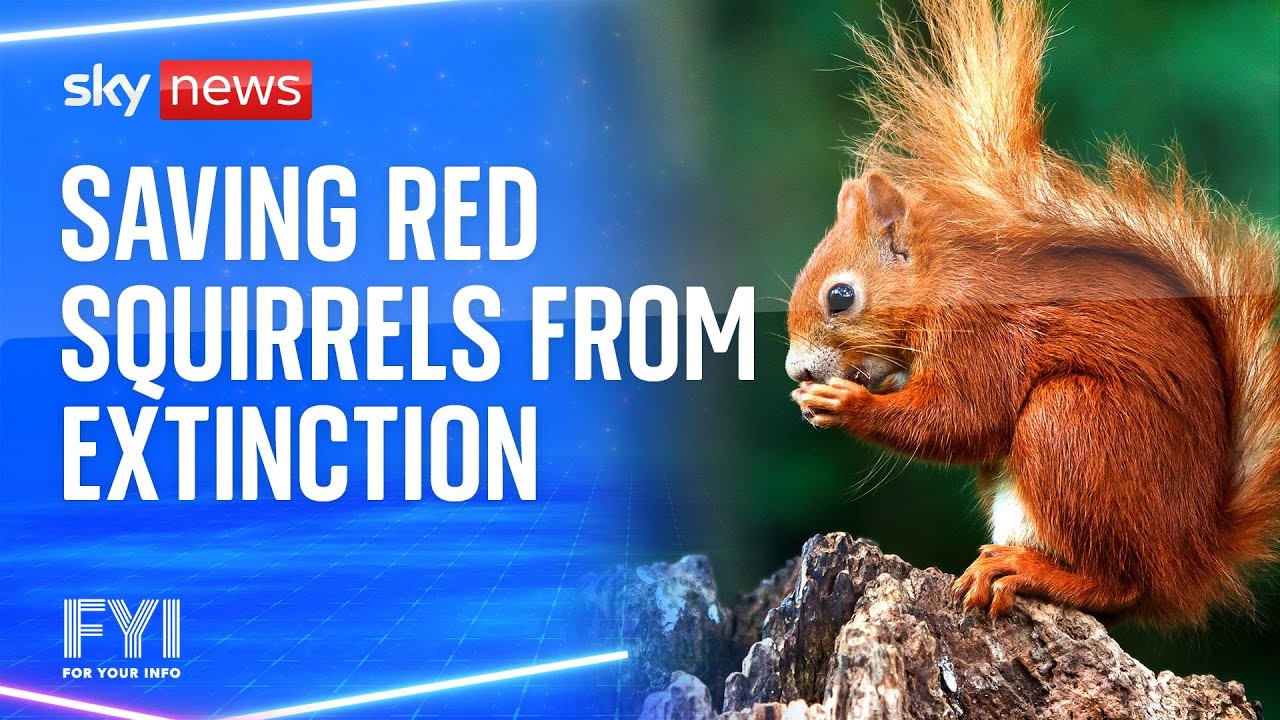 FYI: Saving red squirrels from extinction