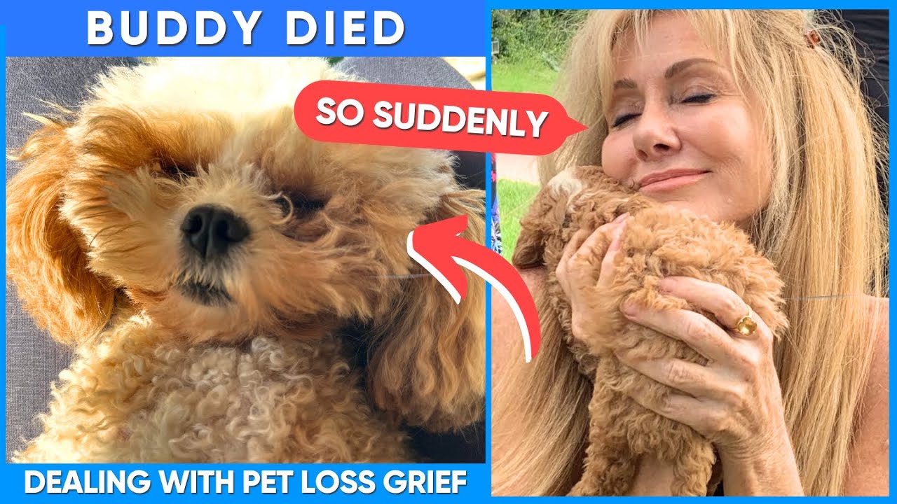 Goodbye Buddy…R.I.P ❤️ Pet Loss And Grief!