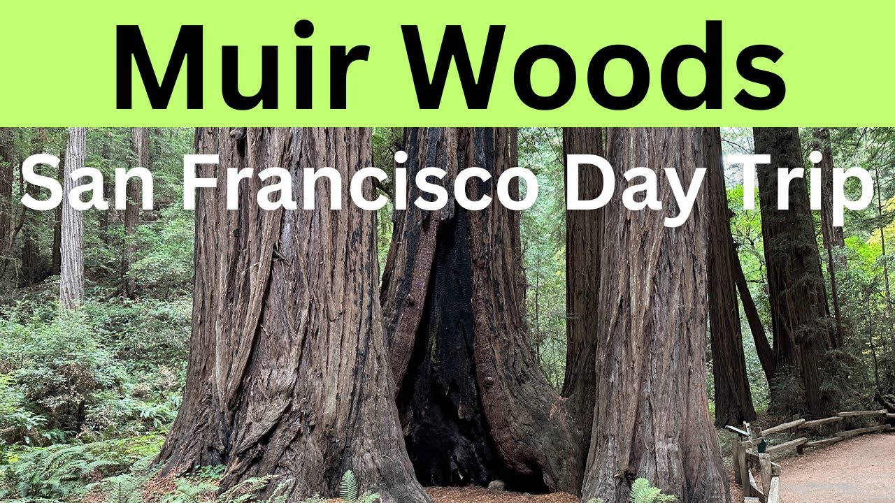 Muir Woods National Park, Mill Valley, CA- San Francisco Day Trip (Marin County)