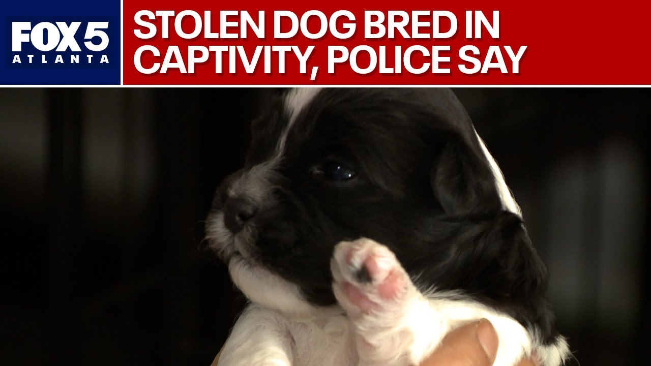 Pup stolen, bred by thieves, police say | FOX 5 News