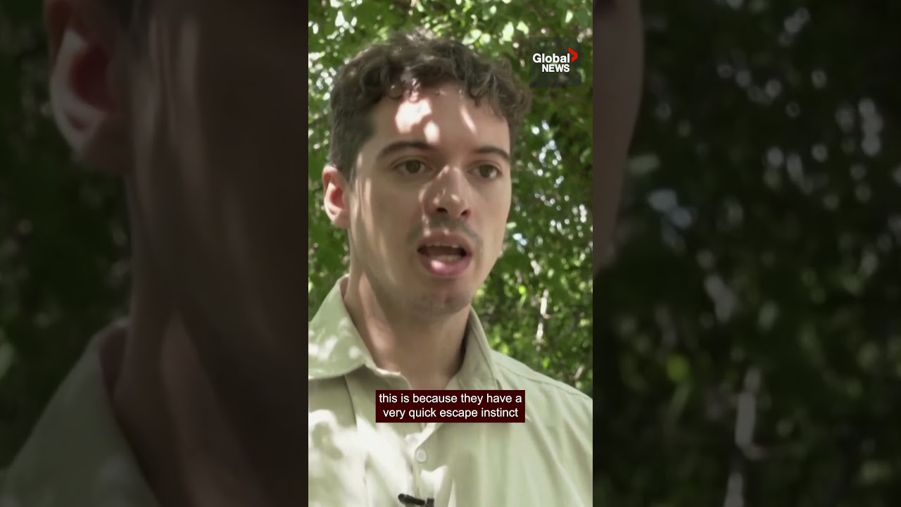 Rare Pudu birth in Argentina: A beacon of hope for endangered species 🦌