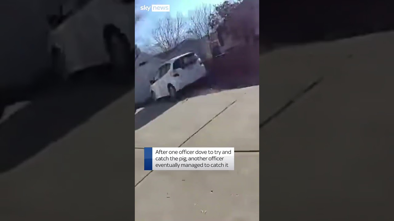 Runaway pig creates chase for police