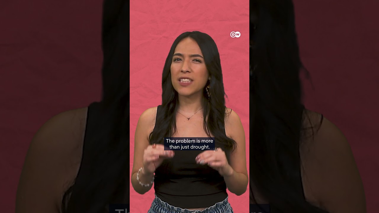 Superfood or climate killer? 🥑 | DW Documentary