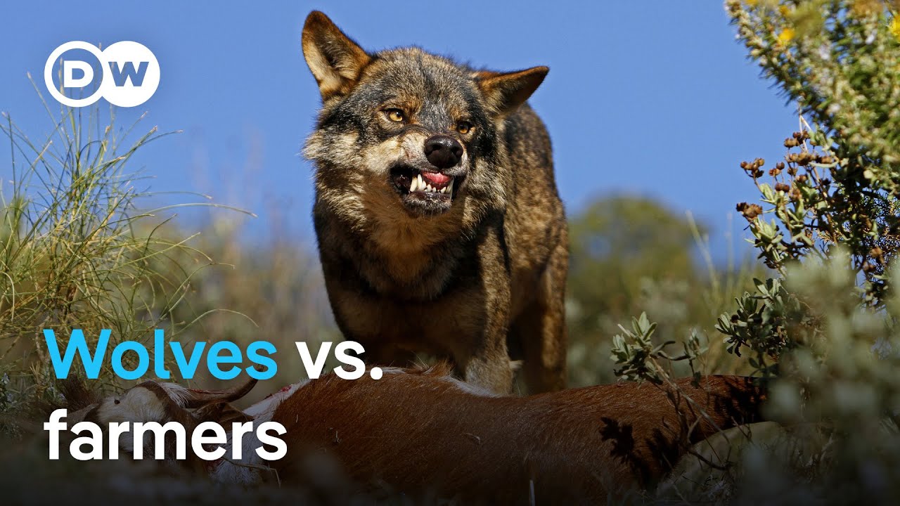 Why Spanish farmers fear for their livestock | Focus on Europe