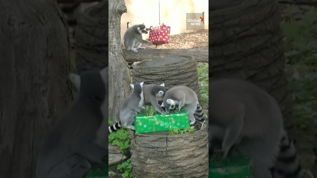Animals at Italian zoo play with Christmas presents 🎁🦒🐯🐘