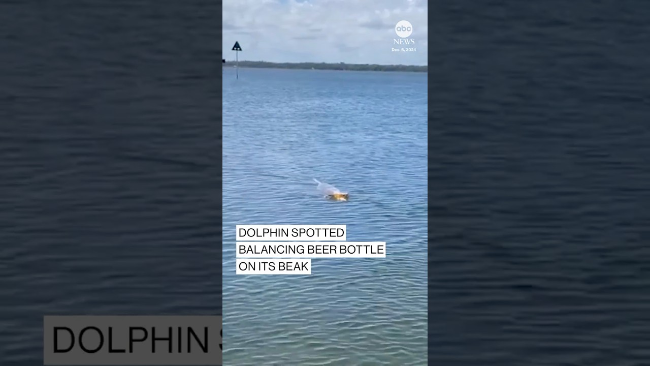 Dolphin balances beer bottle on its beak