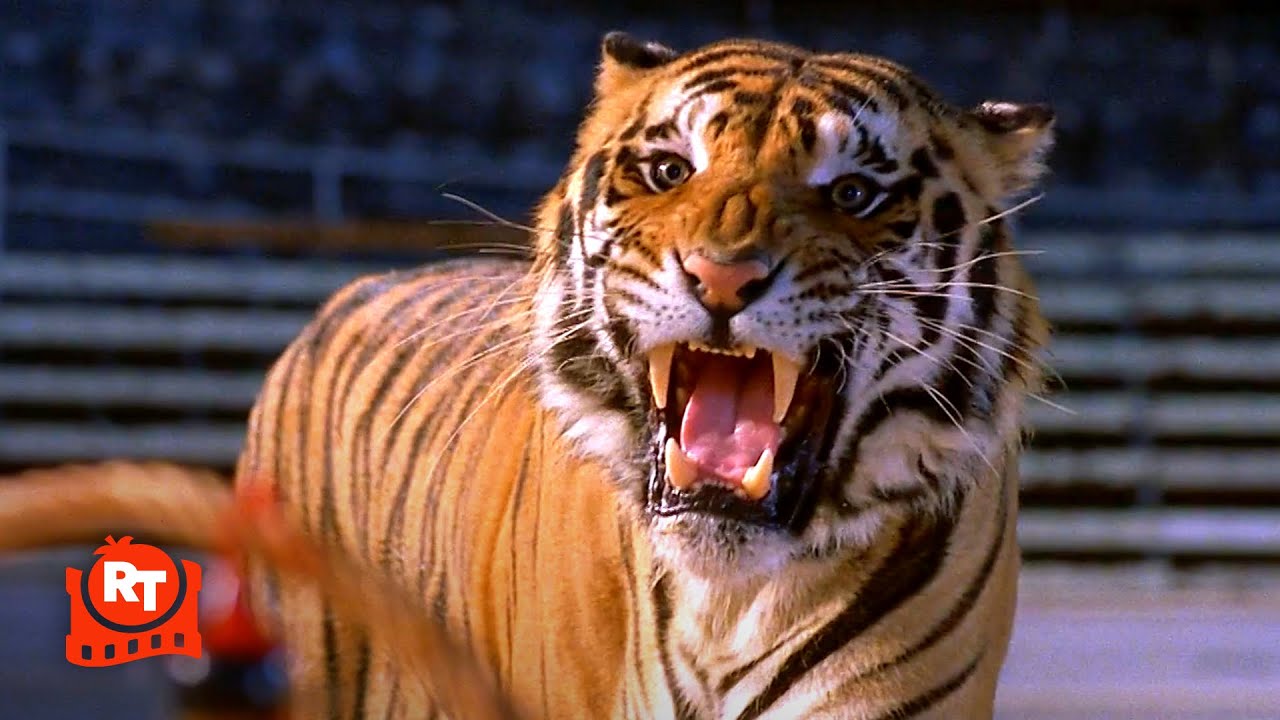 Double Team (1997) – Jean-Claude Van Damme Fights a Tiger! Scene | Movieclips