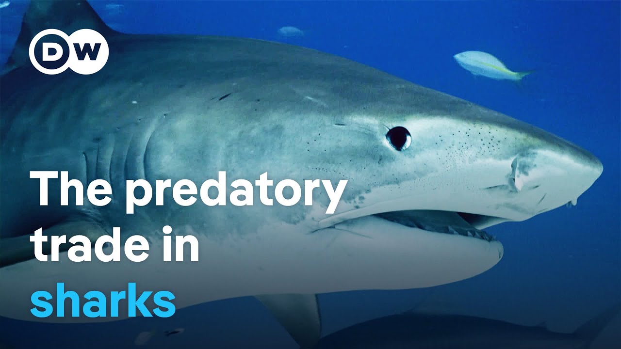 Europe’s shark trade – A billion-dollar business threatening marine ecosystems | DW Documentary