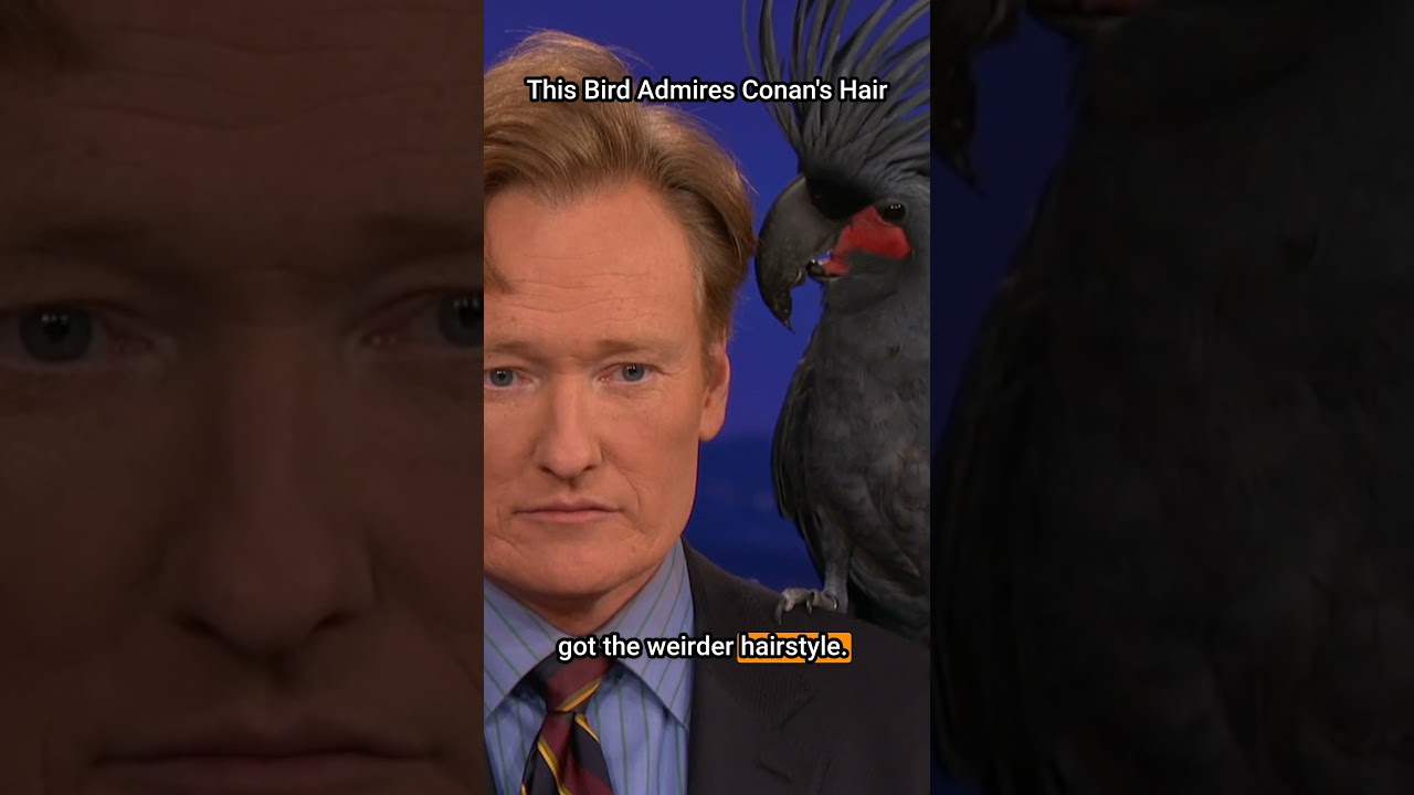Exotic bird admires Conan’s hair #podcast #conanobrien #conan #conaf