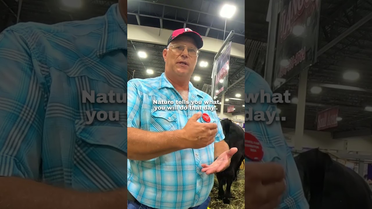 I asked what the rarest cow was 🥺❤️