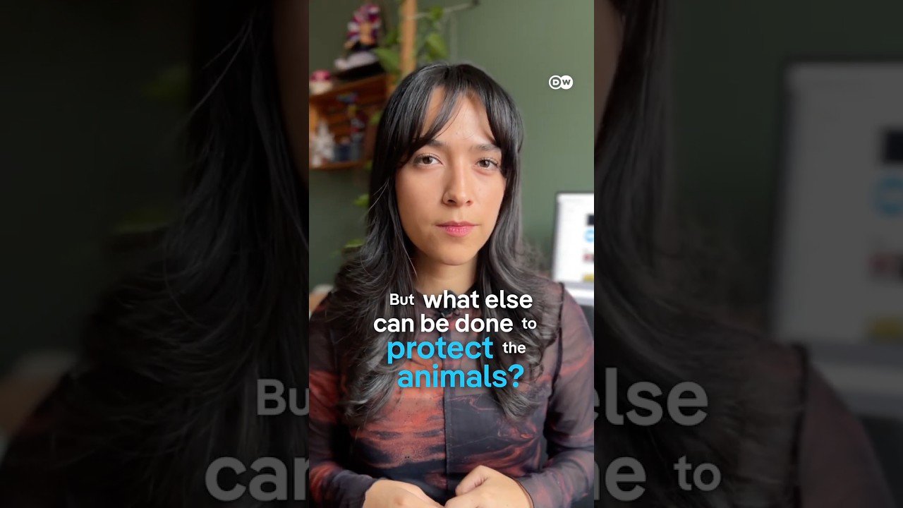 Illegal puppy trade in Europe  | DW Documentary