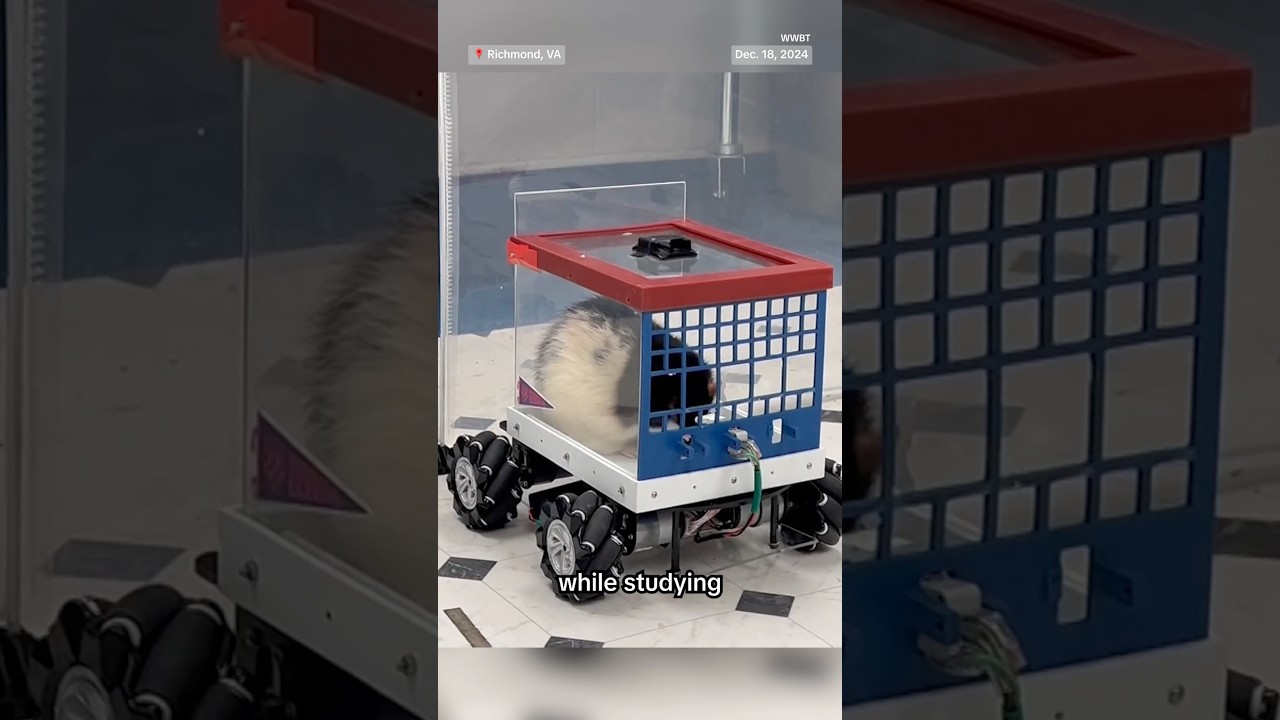Rats learned to drive from researchers at the University of Richmond