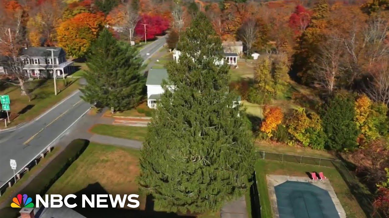 Rockefeller Center Christmas tree a tribute to woman who planted it decades ago