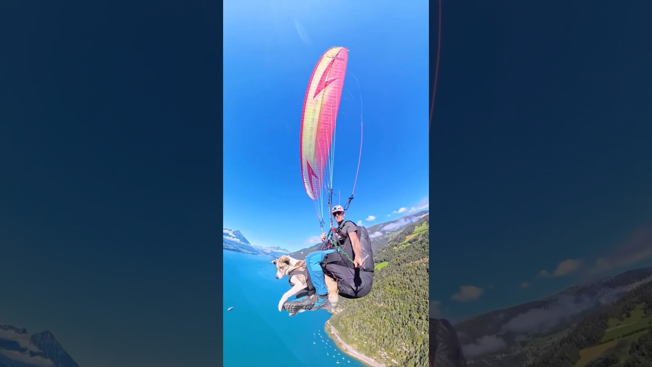 This dog takes adventure to new heights… literally! 🐶 #dogs #paragliding #cute