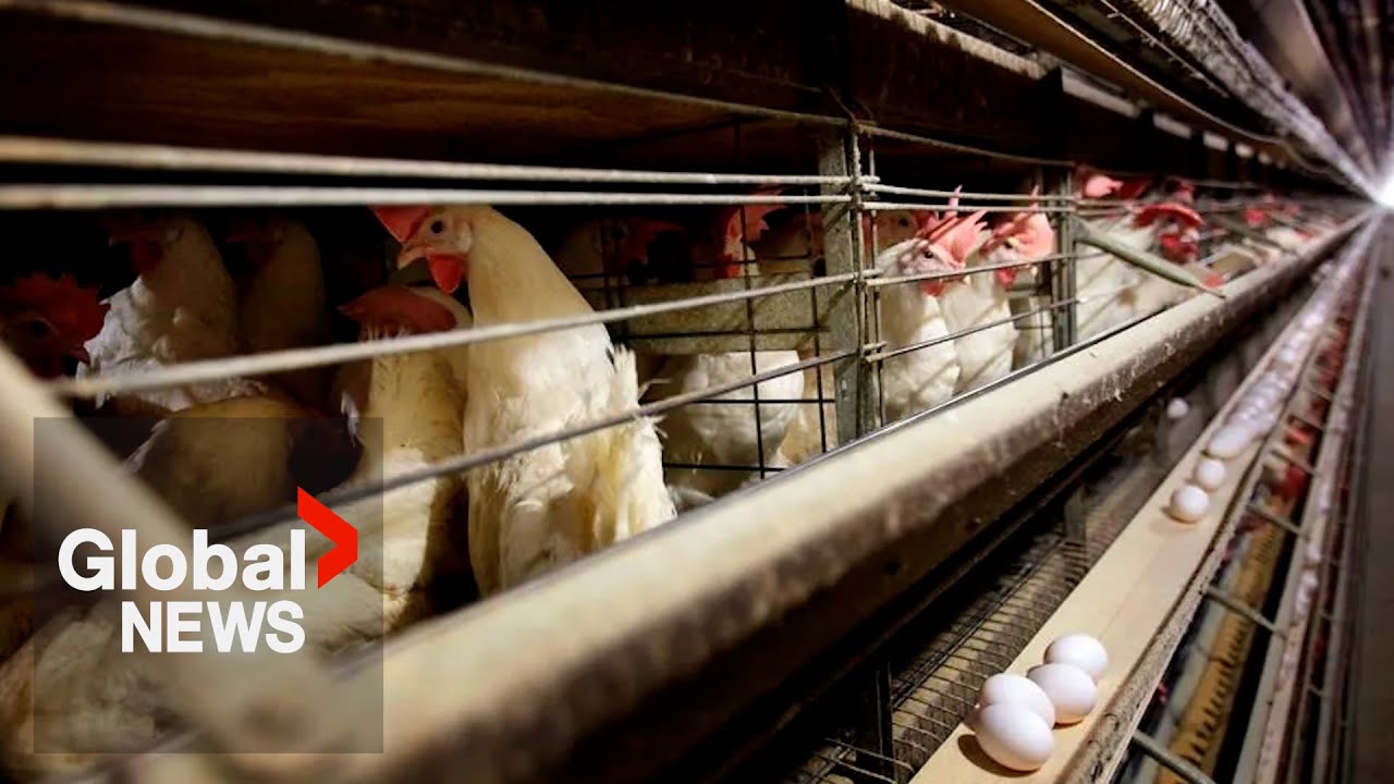 US confirms 1st severe bird flu case, California declares state of emergency