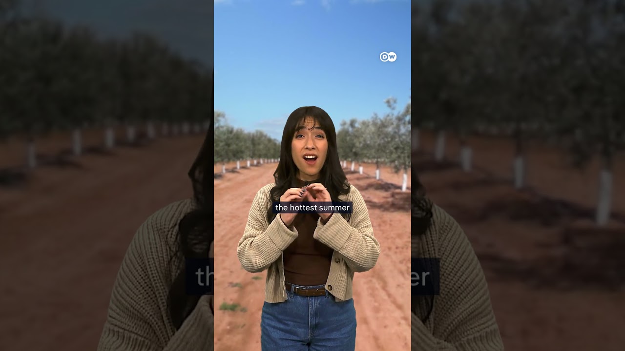 Why is olive oil being security tagged? | DW Documentary