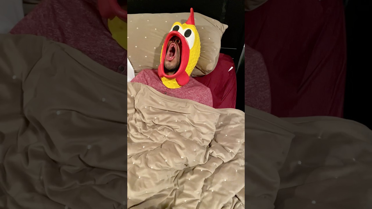 🐤🐤🐤