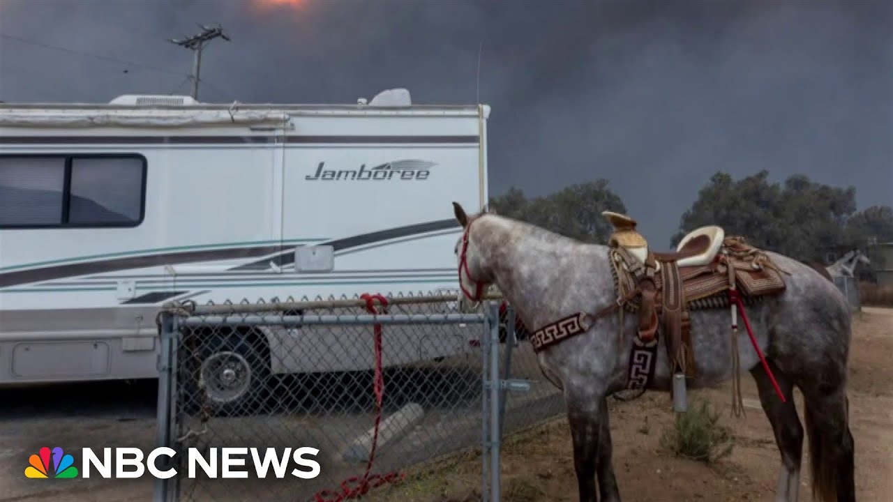 Animal shelters scramble to save pets left behind in L.A. wildfires