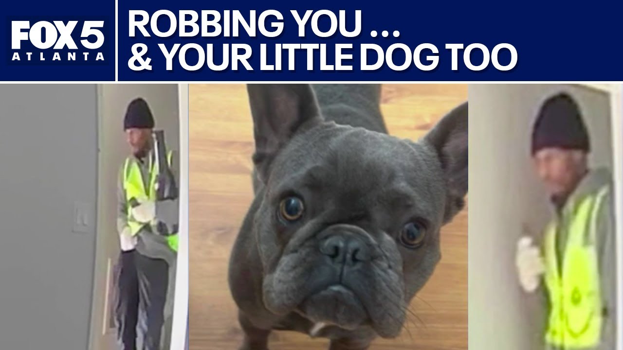 Burglar caught on camera stealing pet French Bulldog | FOX 5 News