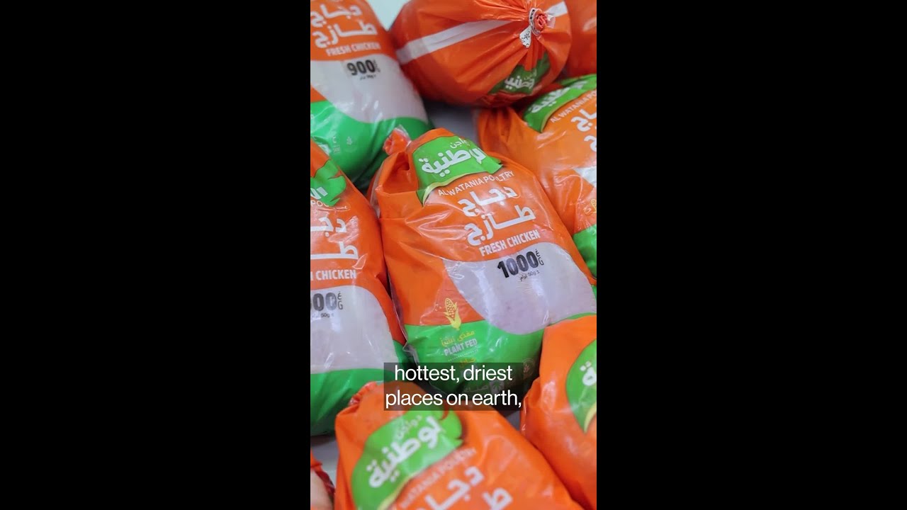 Chicken Becomes a Booming Business in the Saudi Desert