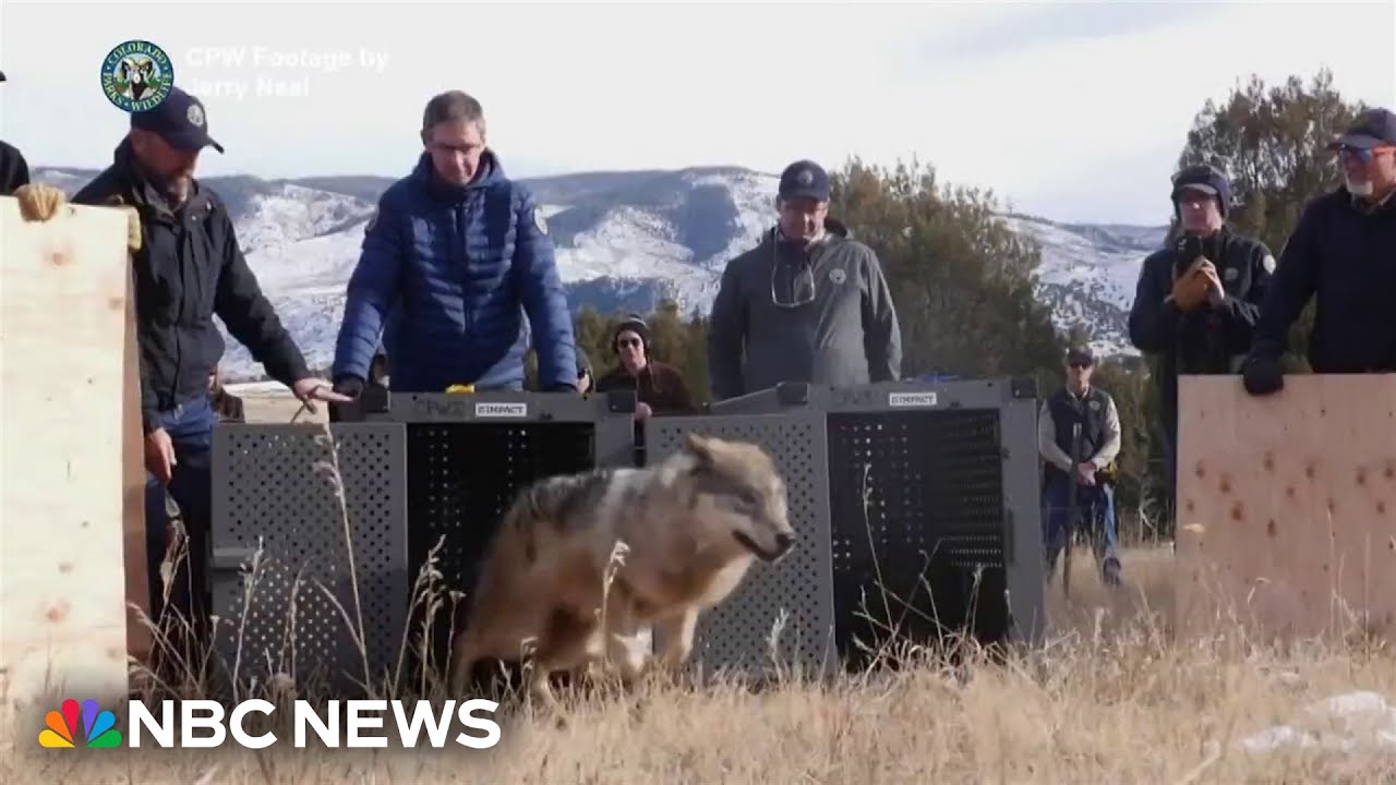 Colorado releases wolves captured in Canada to create permanent population