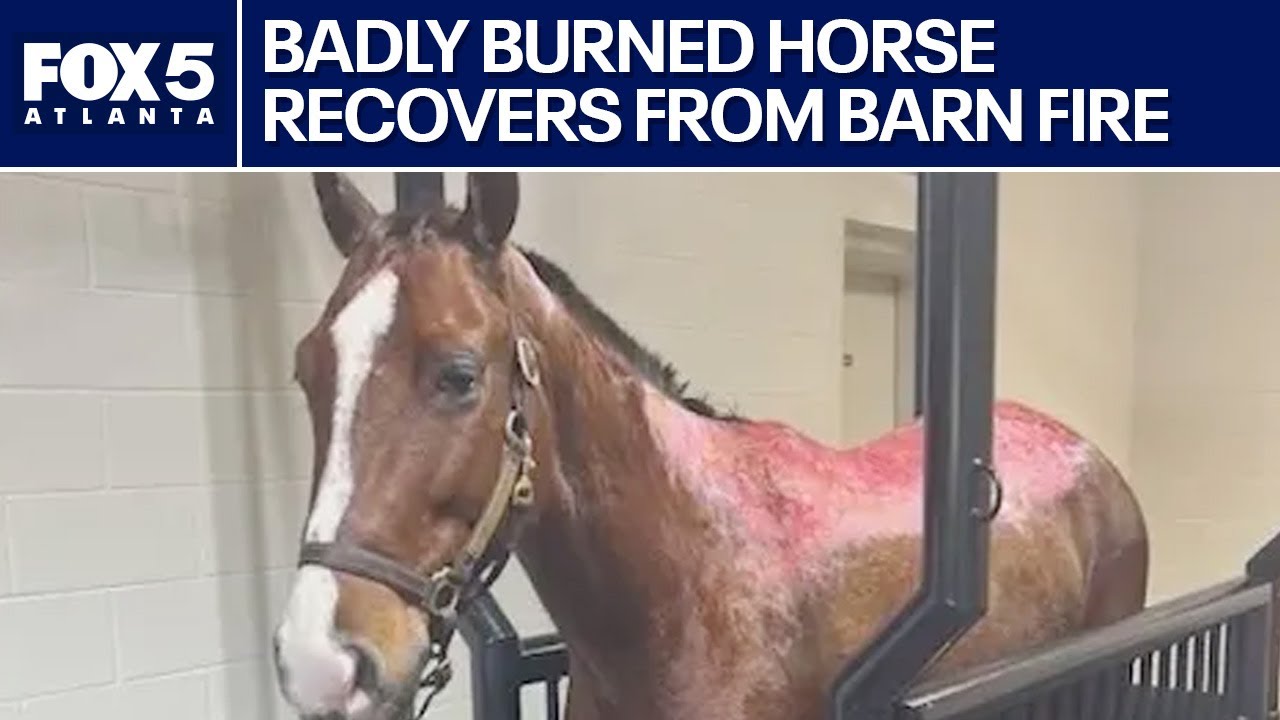 Come on, Coco! Burned horse recovers after barn fire | FOX 5 News