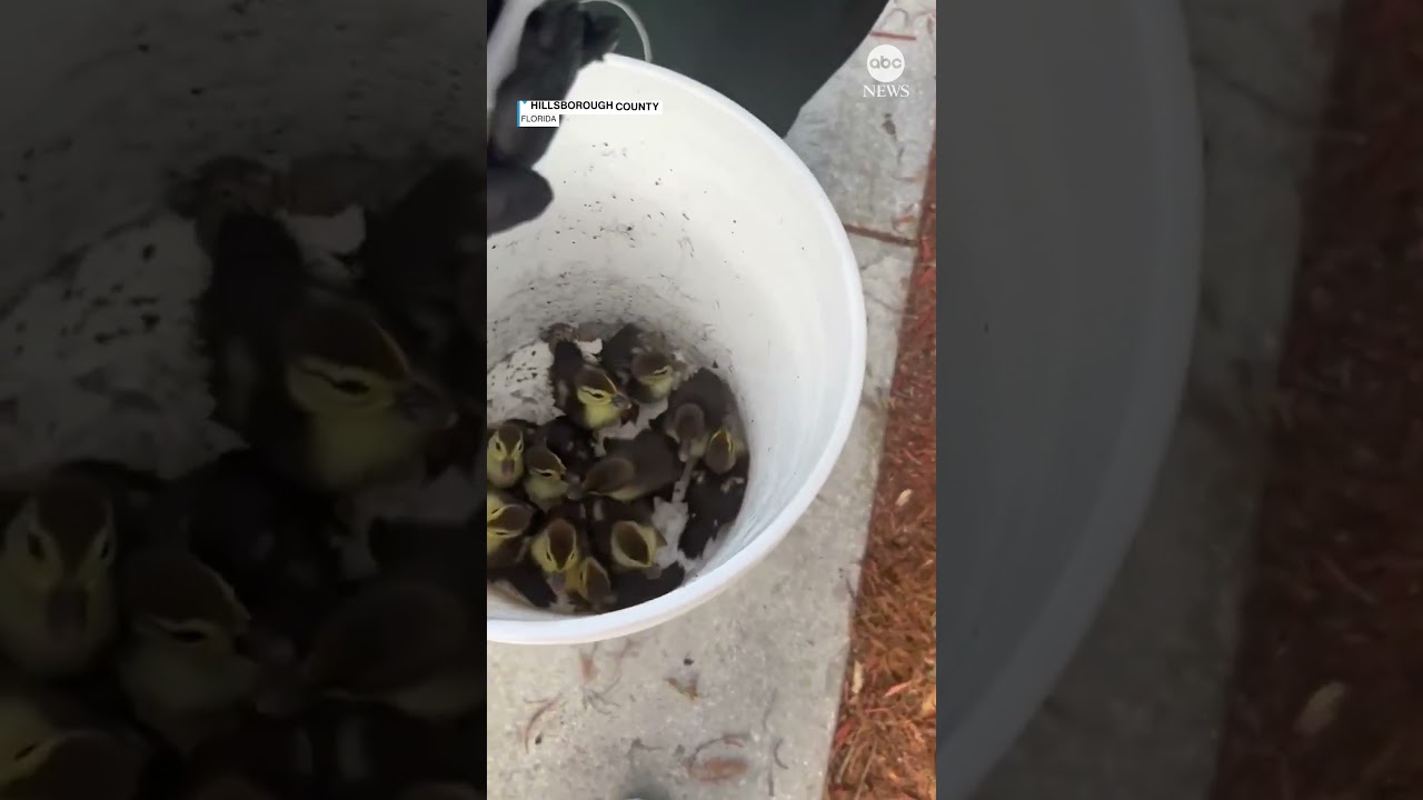 Deputies rescue ducklings from storm drain