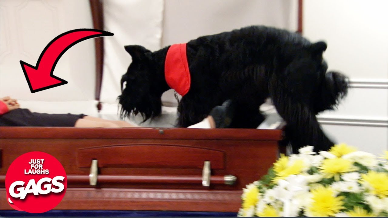 Dog Cries At Owner’s Funeral **EMOTIONAL** | Just For Laughs Gags