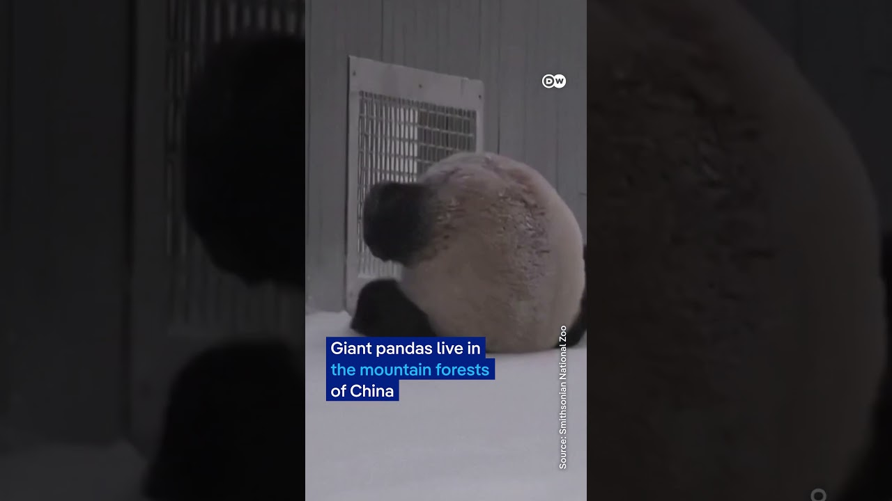 Giant pandas make the most of the snow at US zoo | DW News