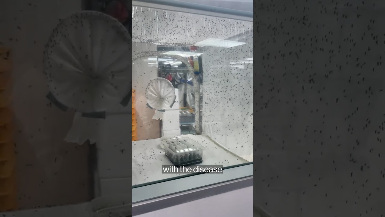 Global dengue surge: Singapore fights back with more mosquitoes