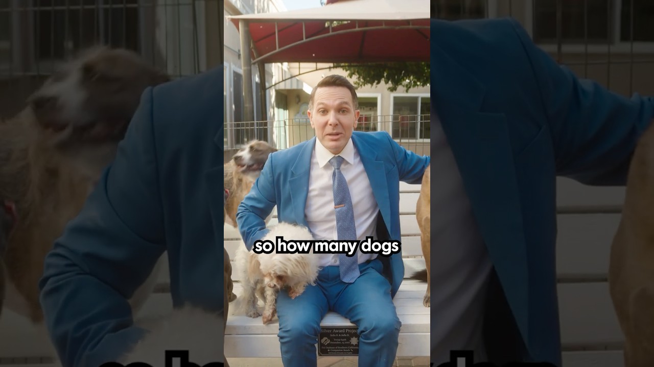 How Many Pets Can Someone Legally Have