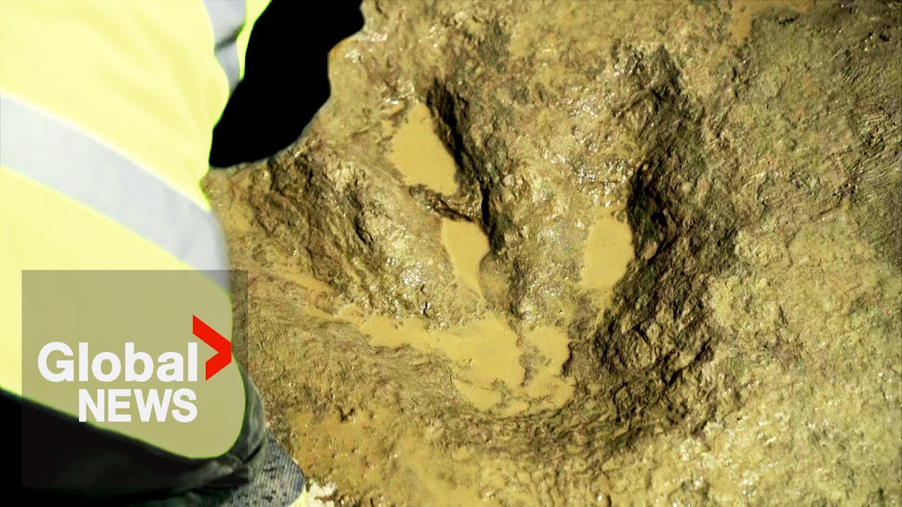 Jurassic highway: Hundreds of dinosaur footprints found in UK quarry