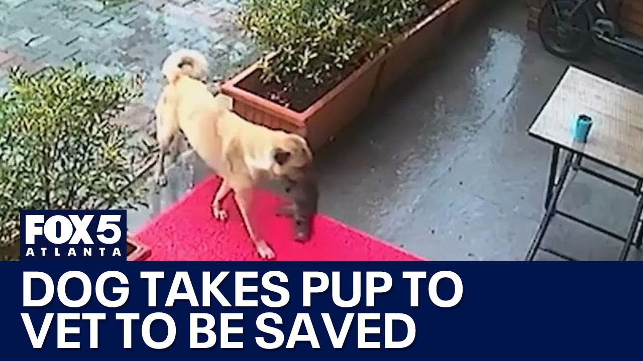 Momma dog brings sick pup to vet | FOX 5 News