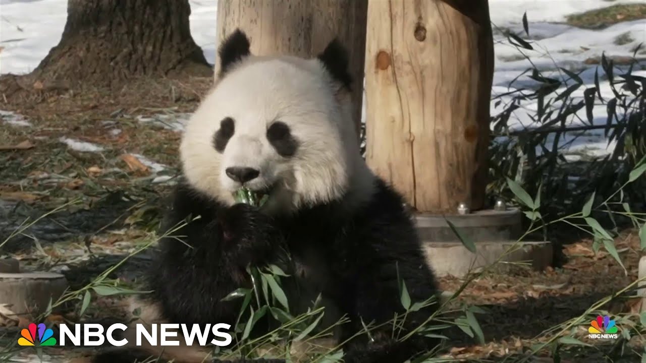 Newest pandas make their public debut at Smithsonian National Zoo
