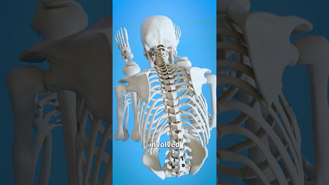 The Folded Man Stands Straight 😮