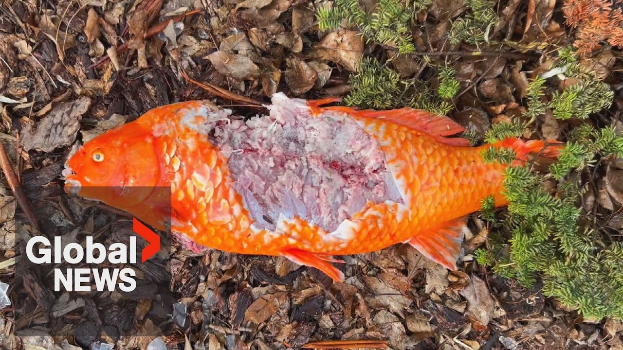 Volunteers at Japanese garden hunt for mysterious Koi killer