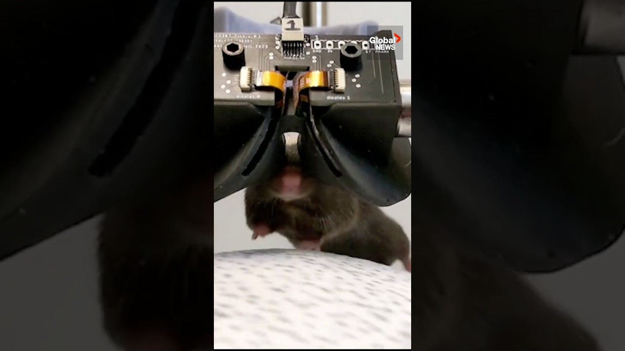 VR for mice? How this tool could help scientists research Alzheimer’s 🐭