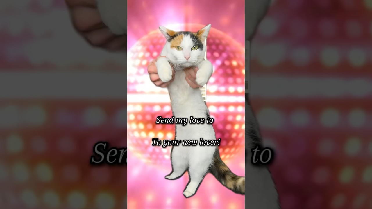 When You Come Home Smelling Like Another Cat