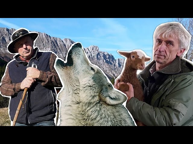 Wolf protection reduced in Europe. Is biodiversity at stake?