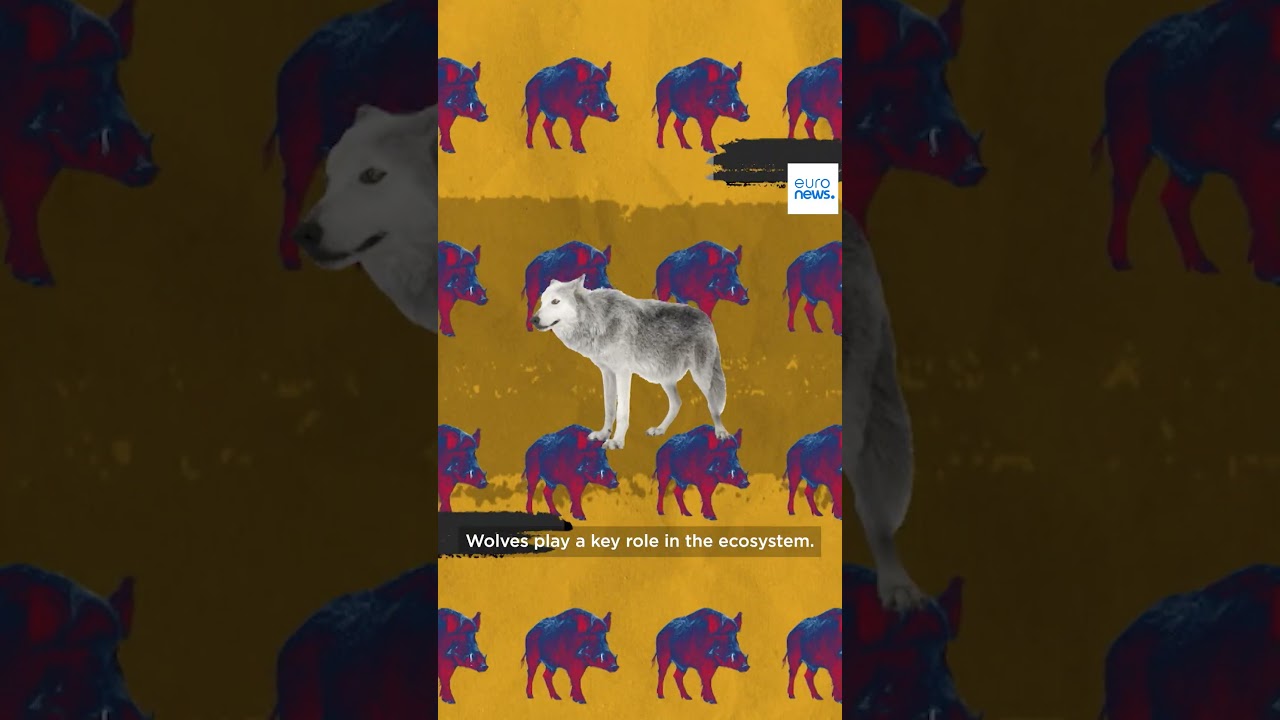 Wolves lose protection in Europe. Why? | Explainer – EP12
