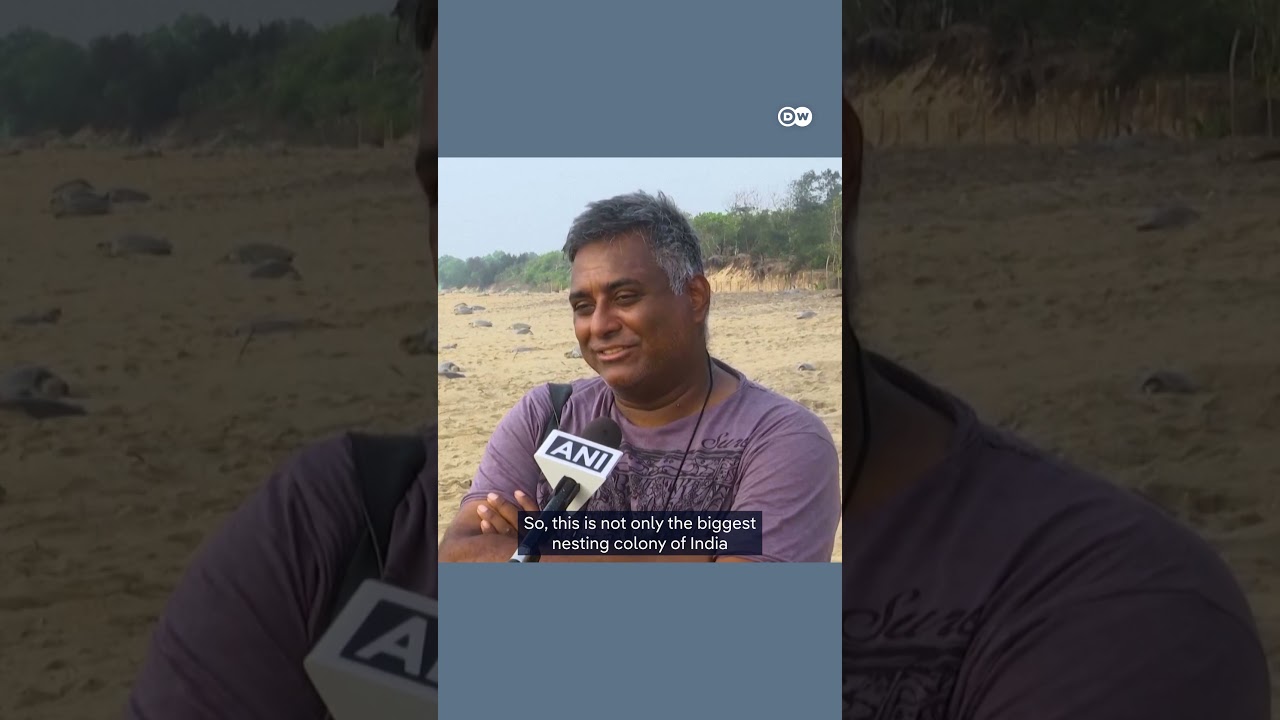 700,000 turtles gather in India to nest | DW News