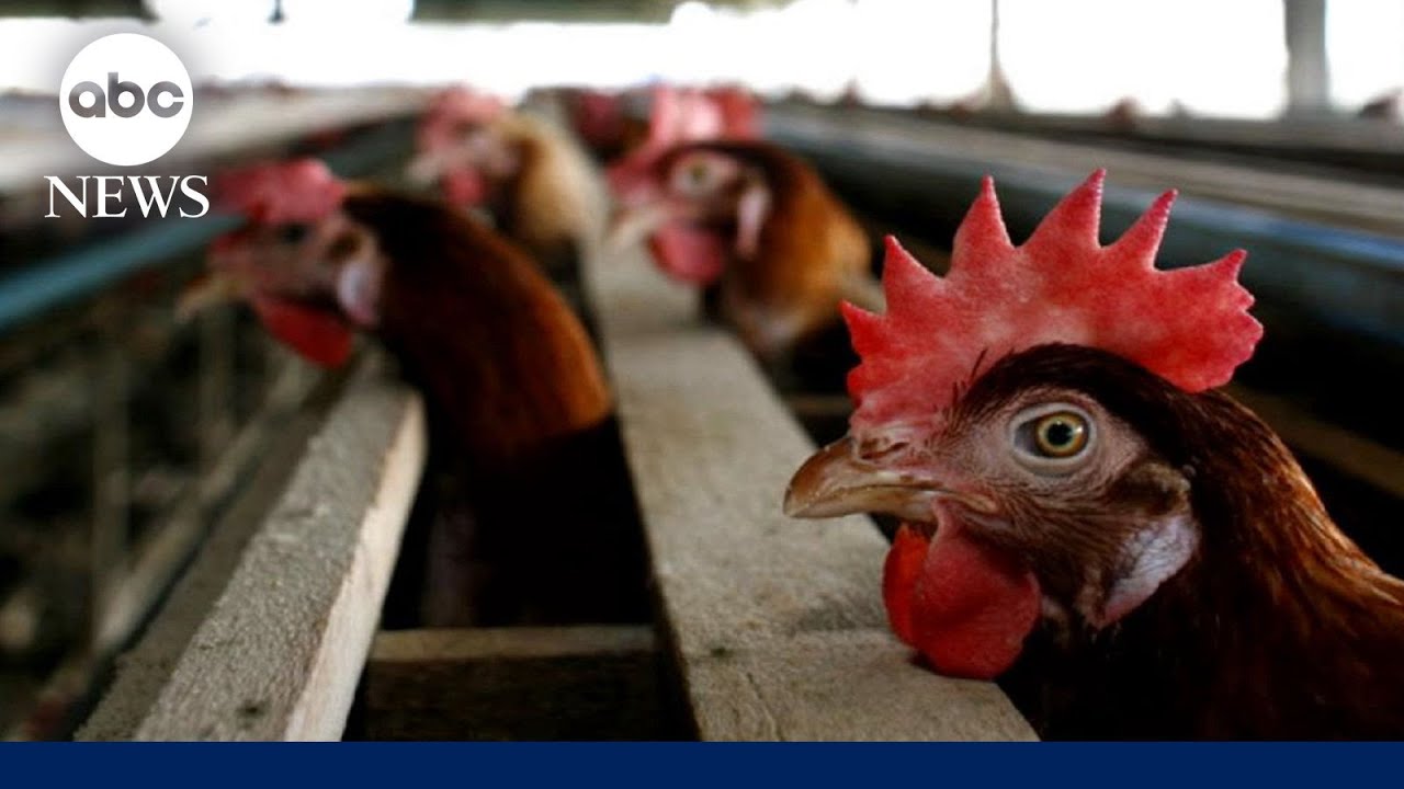 Bird flu concerns rising