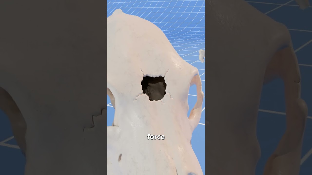 Could A Bear Skull Stop A Bullet? 🤔