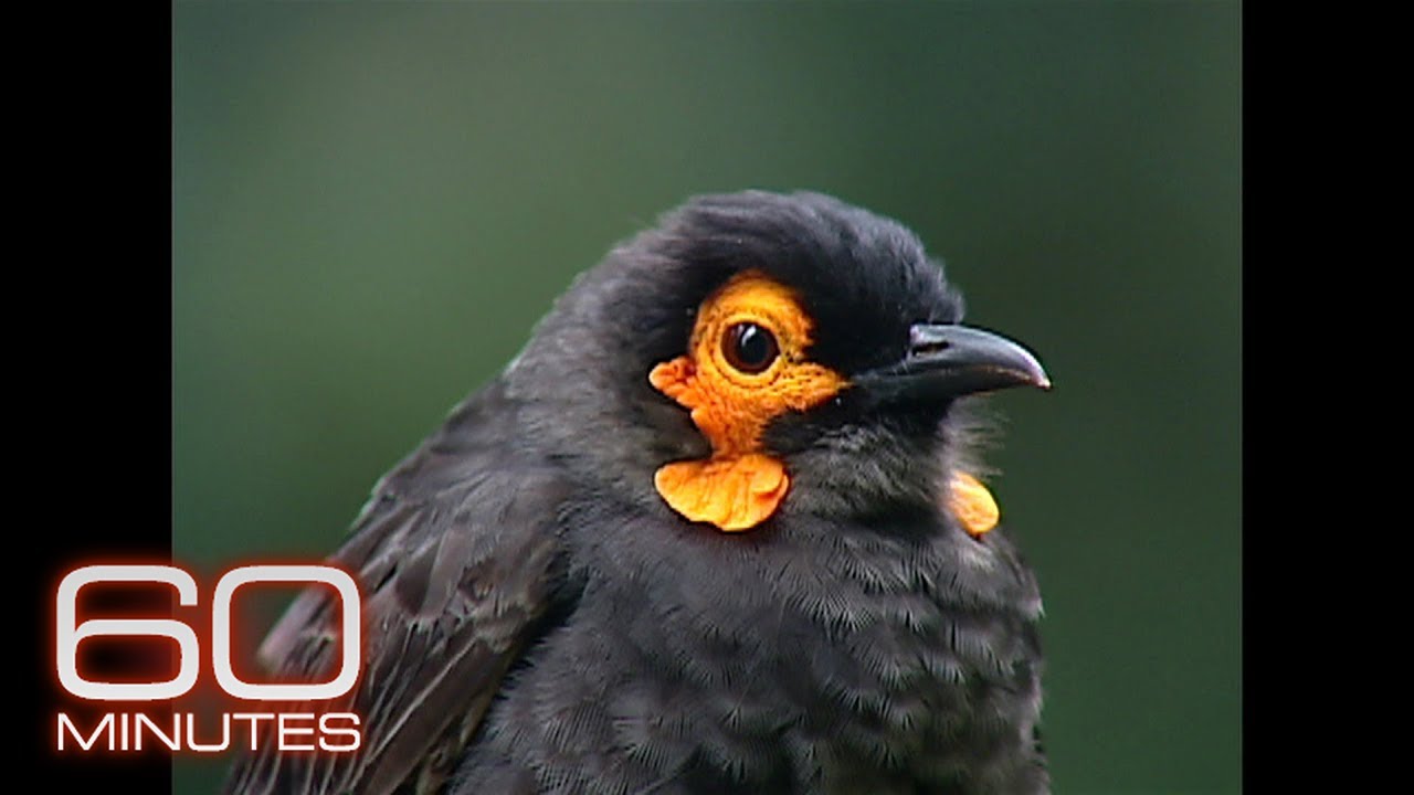 Garden of Eden | 60 Minutes Archive